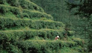 玩转渠县｜清明假期就用Color Walk的方式，打开渠县的春天！