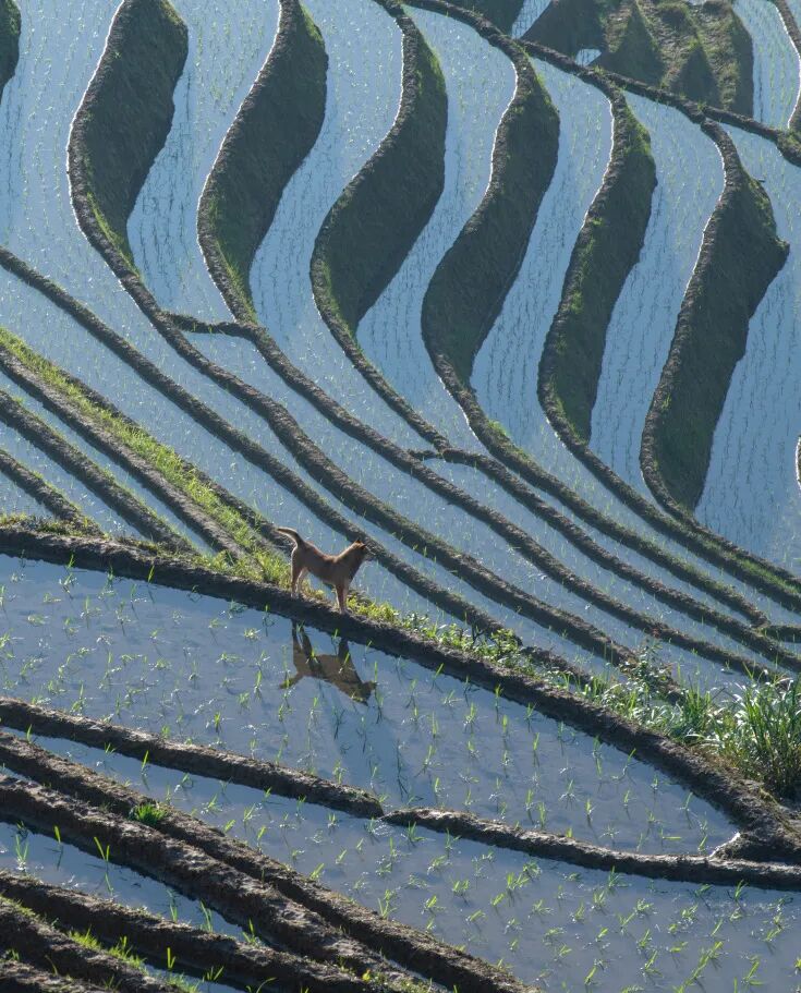 摄图网_501339984_桂林龙脊梯田风景(企业商用).jpg