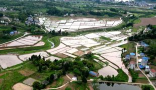 新技术新装备 科技赋能水稻移栽高效推进