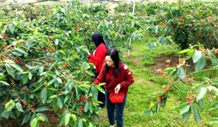 红樱桃点亮春日乡村 渠县采摘游火热出圈