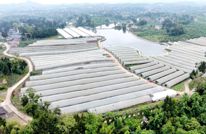 渠县：大棚管护忙 “蔬”写新希望