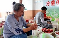 桃李喜获大丰收 小水果成为“致富果”