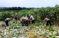 渠县：万亩苎麻迎丰收 特色产业铺就渠县富民路