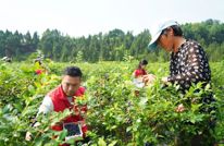 共产党员网聚焦渠县：党建赋能促振兴 蓝莓产业铺就乡村共富路