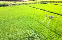 渠县：夏至稻田防病忙 科技智防虫口夺粮