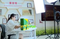 渠县：“小黄花”推动“大产业”  乡村开出“致富花”