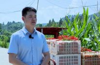 渠县：田间“椒”香四溢 红辣椒迎丰收