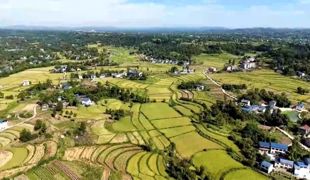渠县：61万亩水稻开镰收割