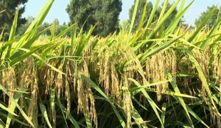 渠县205个稻种“打擂” 专家田间筛选水稻好“芯片”