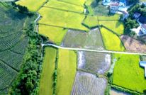 宝城镇马鞍村：减损就是增产 机收损耗控制在2%
