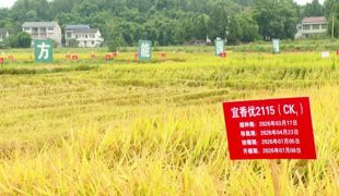 渠县：“育种考场”化整为零 205个稻种精细比拼