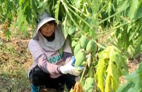 渠县：瓜满枝头 7000多亩蔬菜木瓜地头直接收购