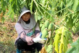 渠县：瓜满枝头 7000多亩蔬菜木瓜地头直接收购