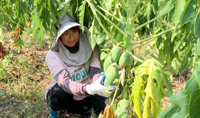渠县：瓜满枝头 7000多亩蔬菜木瓜地头直接收购