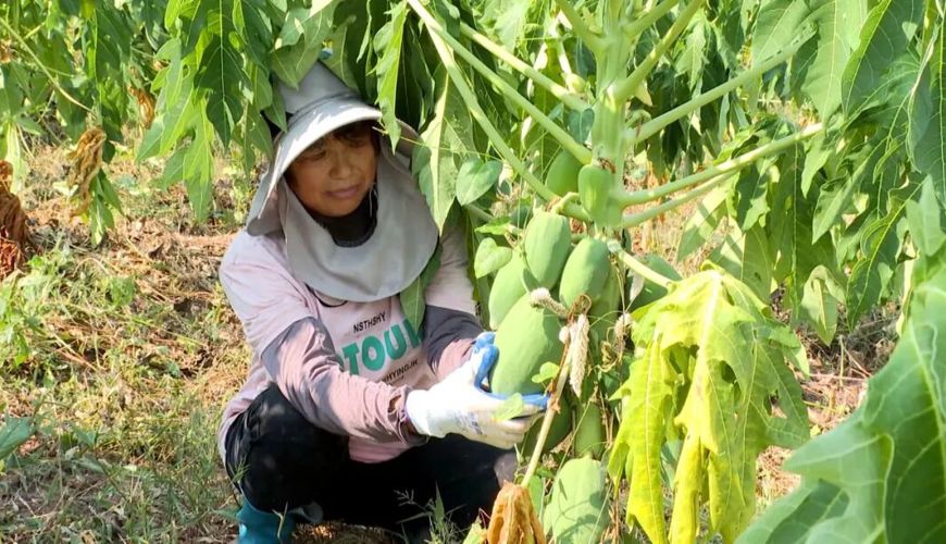 渠县：瓜满枝头 7000多亩蔬菜木瓜地头直接收购